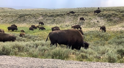 Bison herd